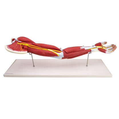 Arm Musculature Model Medvana UK