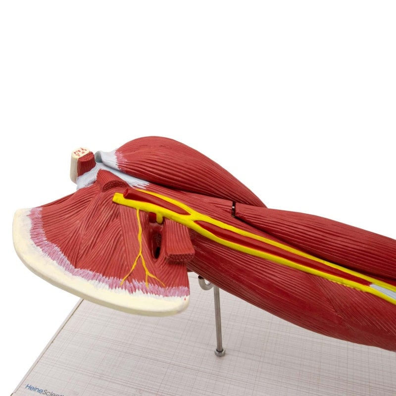 Arm Musculature Model Medvana UK