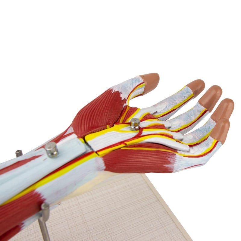 Arm Musculature Model Medvana UK