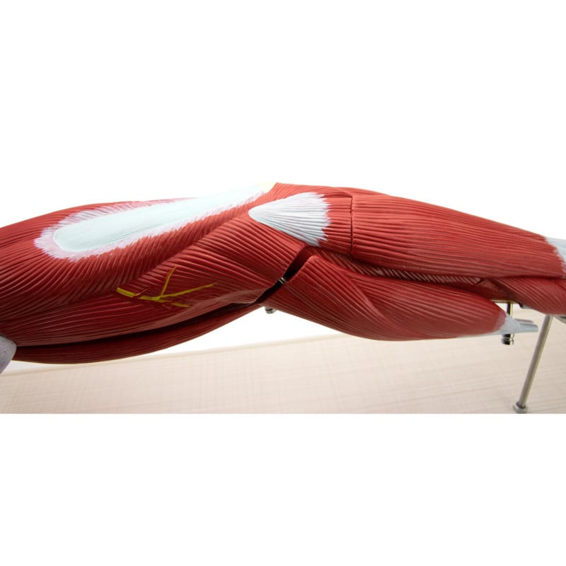 Arm Musculature Model Medvana UK