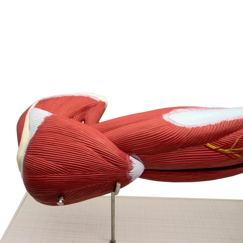 Arm Musculature Model Medvana UK