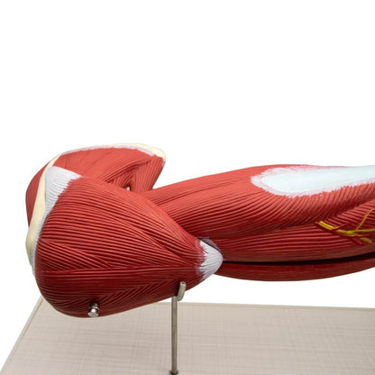 Arm Musculature Model Medvana UK