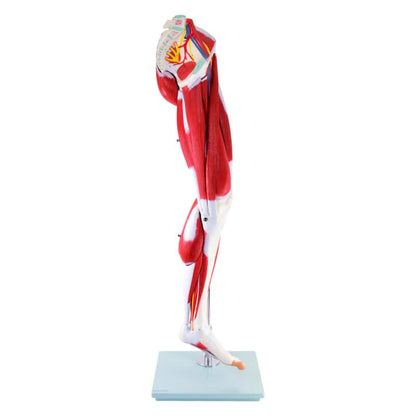 Leg Musculature Model Medvana UK