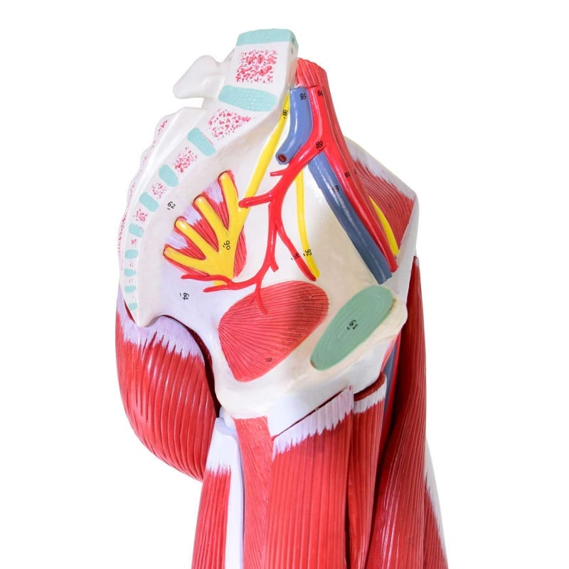 Leg Musculature Model Medvana UK
