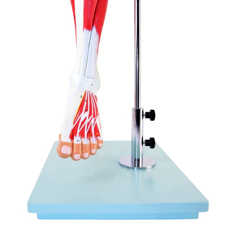 Leg Musculature Model Medvana UK