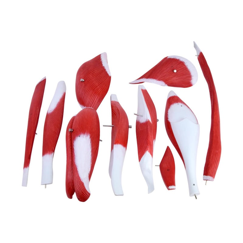 Leg Musculature Model Medvana UK