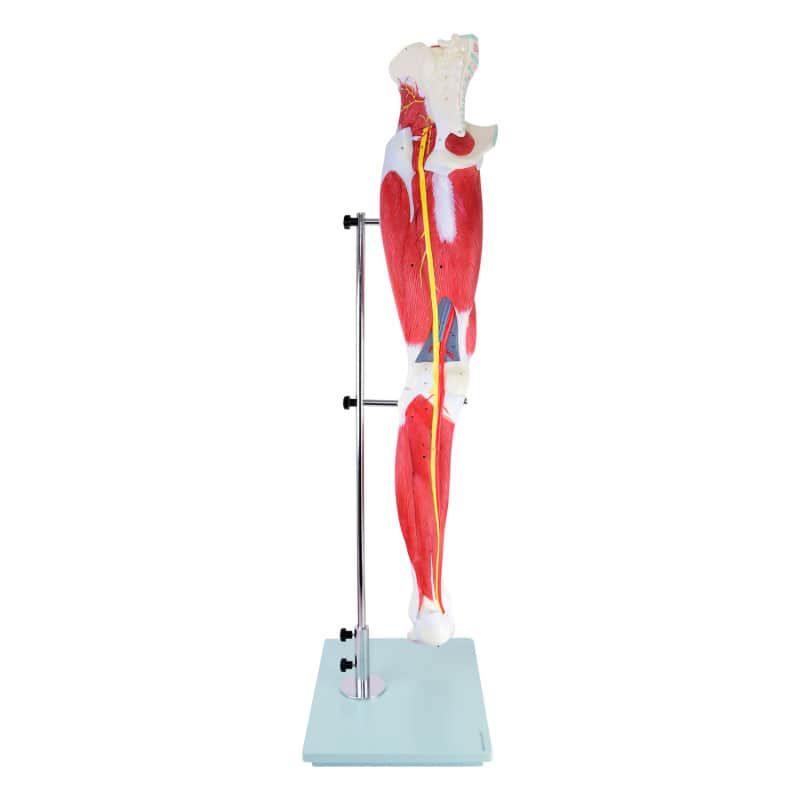 Leg Musculature Model Medvana UK