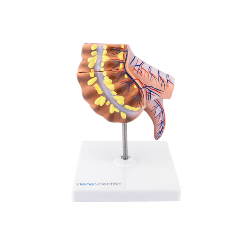 Appendix Model Medvana UK