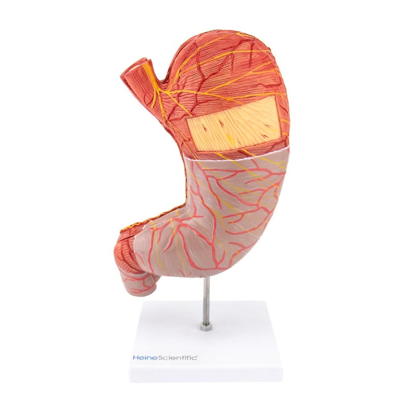 Stomach Model, 2 part Medvana UK