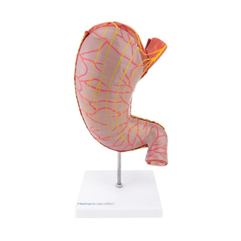 Stomach Model, 2 part Medvana UK