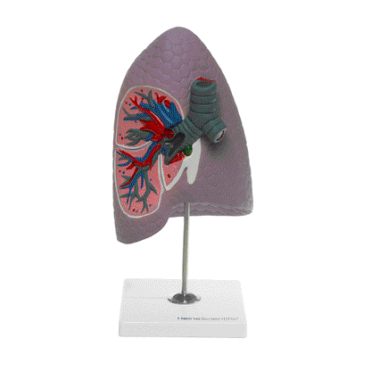 Human Lung Model Medvana UK