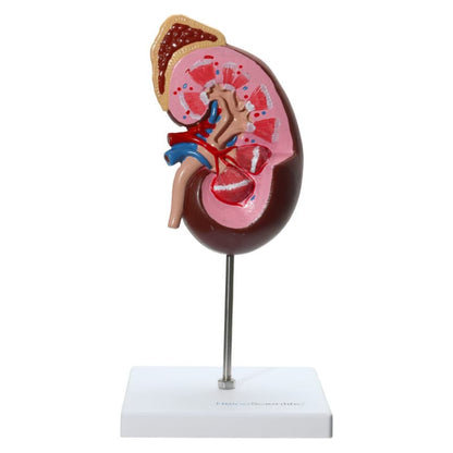 Kidney and Adrenal Gland Model Medvana UK