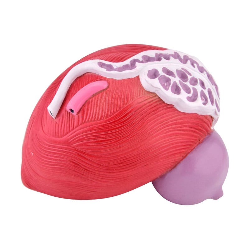 Male Bladder Model Medvana UK