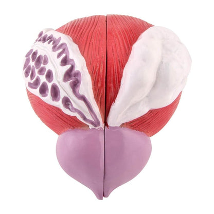 Male Bladder Model Medvana UK