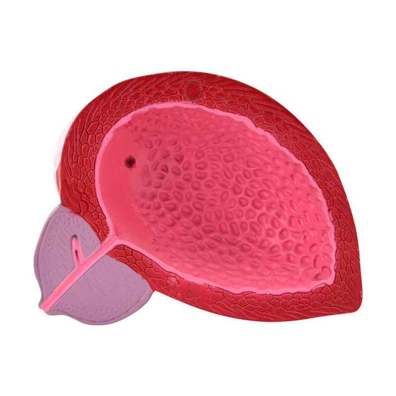 Male Bladder Model Medvana UK