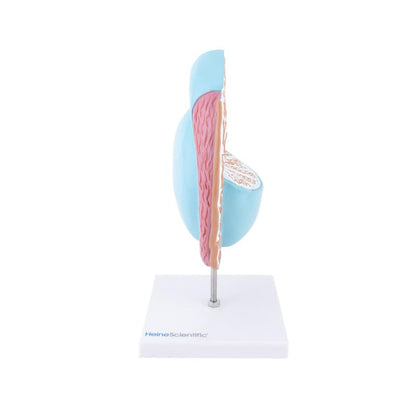 Testicle Model Medvana UK