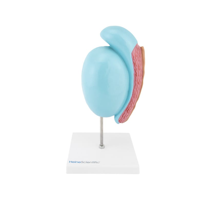 Testicle Model Medvana UK