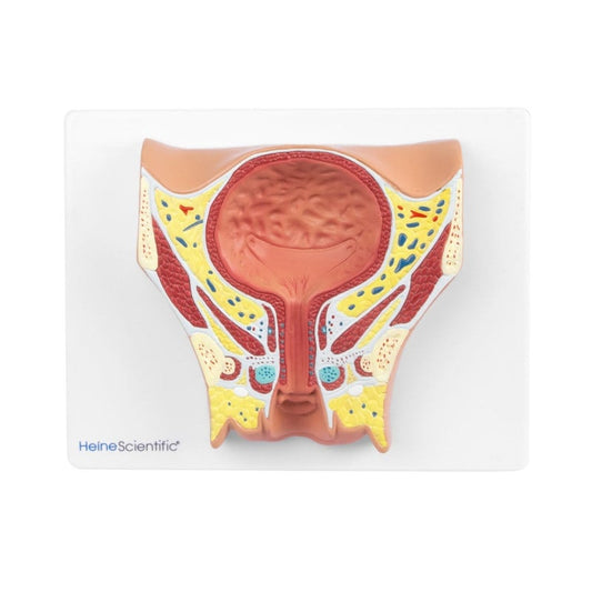 Female Bladder Model Medvana UK