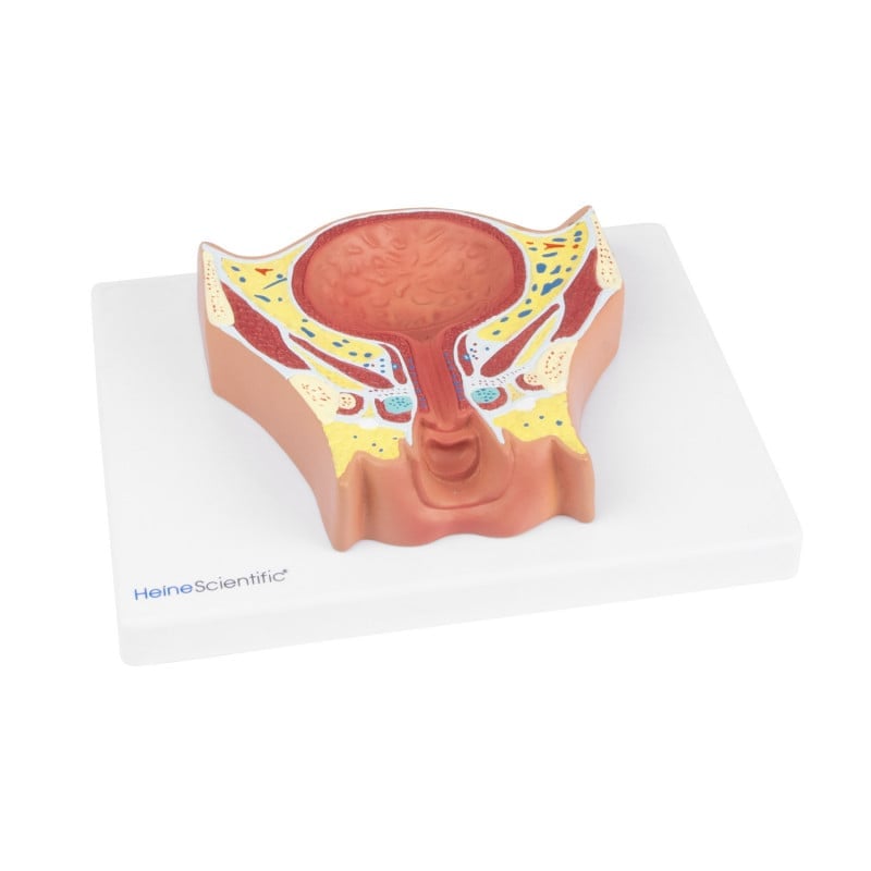 Female Bladder Model Medvana UK