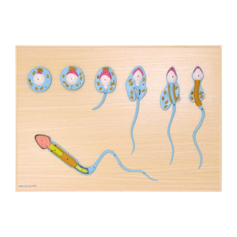 Spermatogenesis Model Medvana UK