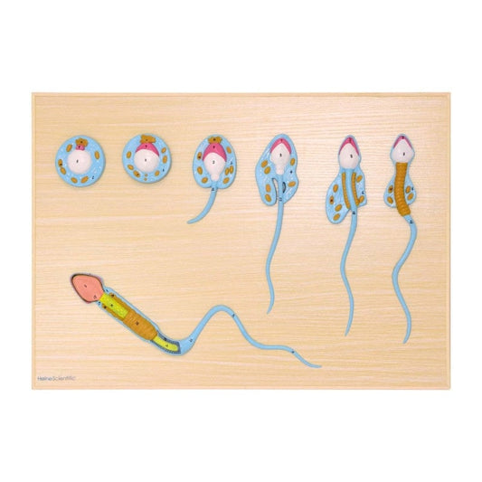 Spermatogenesis Model Medvana UK