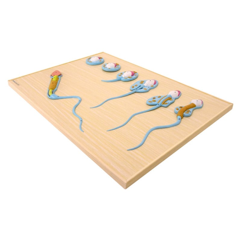 Spermatogenesis Model Medvana UK