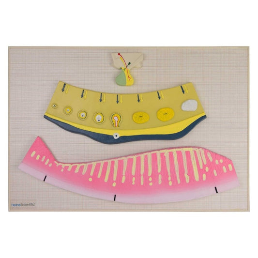 Model of Female Hormonal Cycle Medvana UK