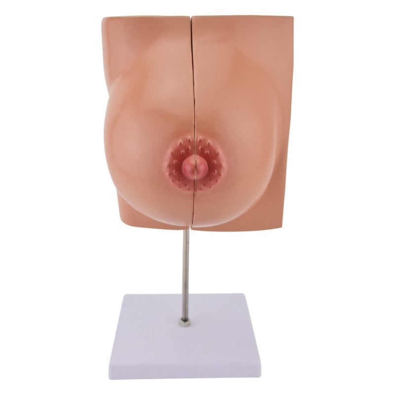 Breast Model Medvana UK