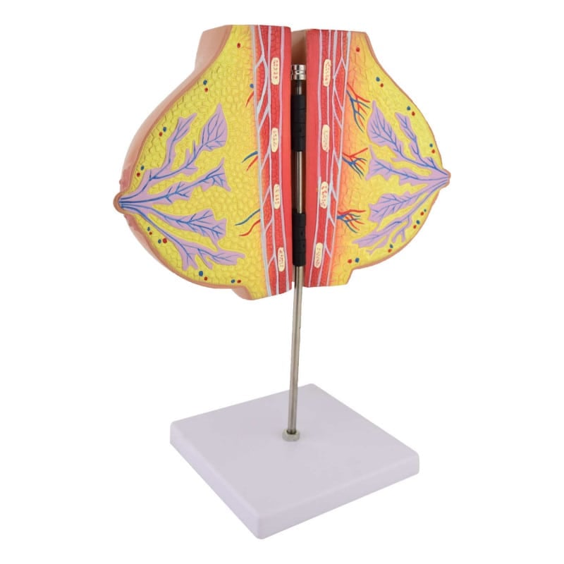 Breast Model Medvana UK