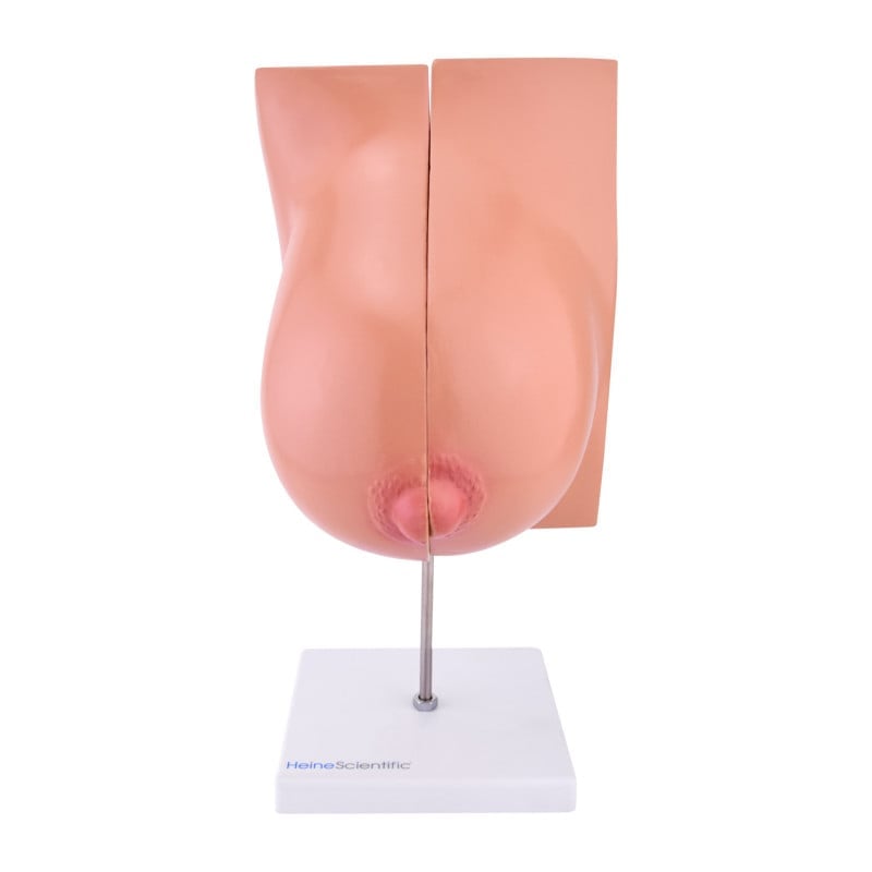 Lactating Breast Model Medvana UK