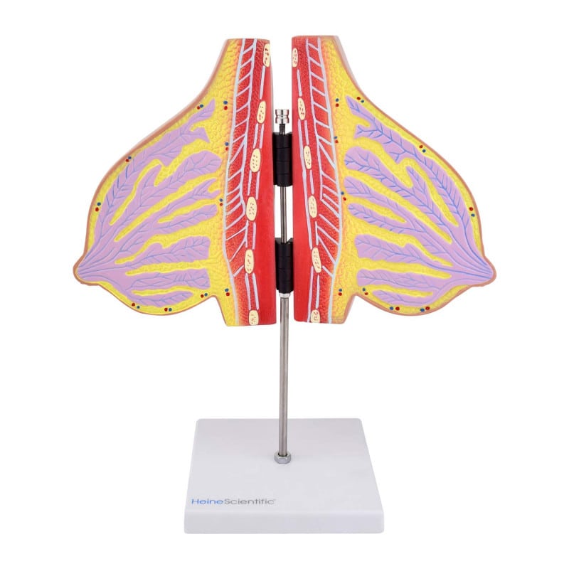 Lactating Breast Model Medvana UK