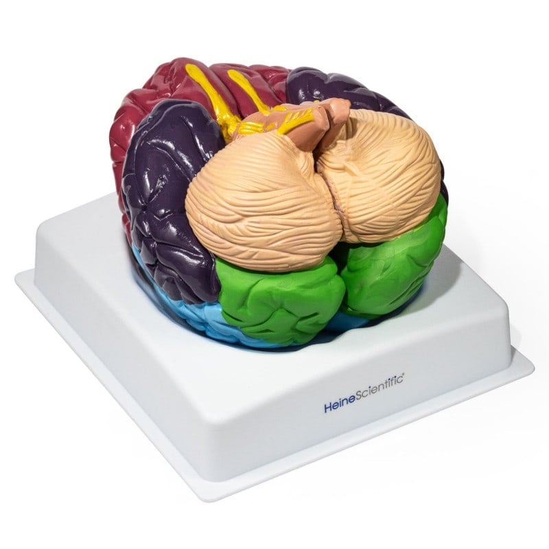 Brain Model with Brodmann Areas Medvana UK