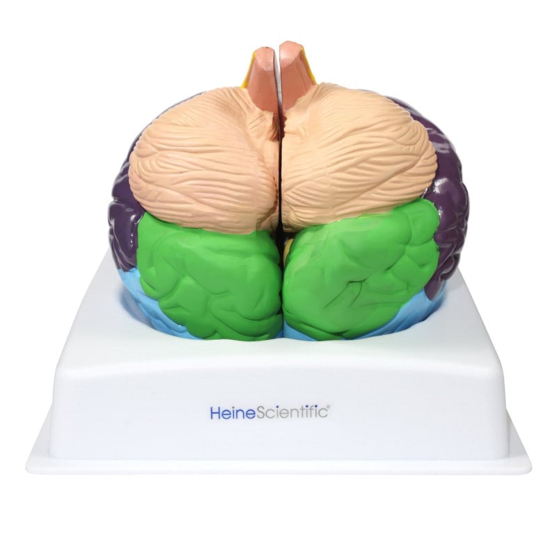 Brain Model with Brodmann Areas Medvana UK