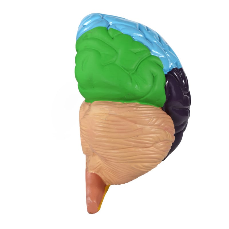 Brain Model with Brodmann Areas Medvana UK