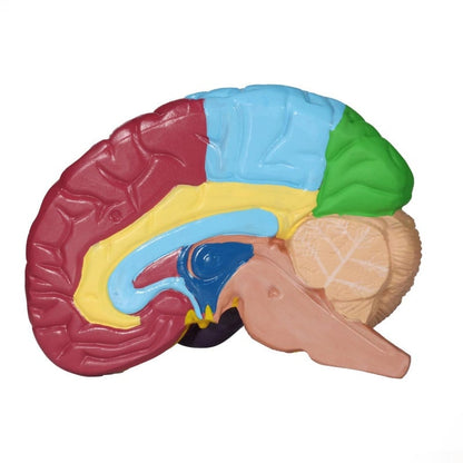 Brain Model with Brodmann Areas Medvana UK