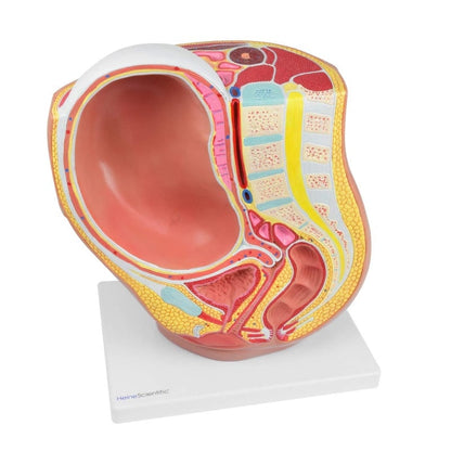 Pregnancy Model, 40th Week Medvana UK