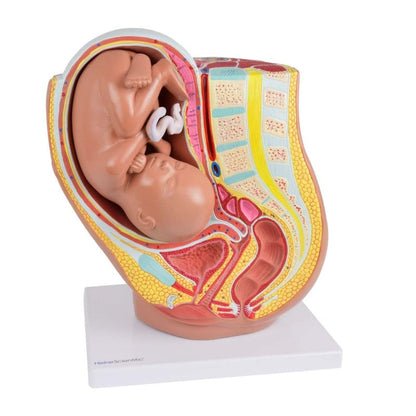 Pregnancy Model, 40th Week Medvana UK