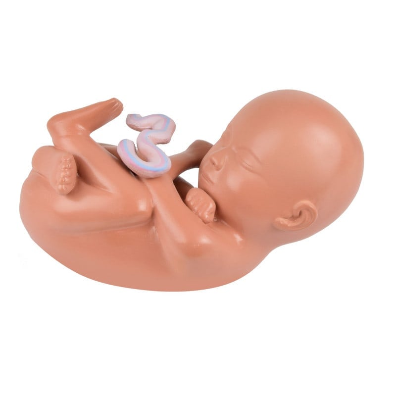 Pregnancy Model, 40th Week Medvana UK