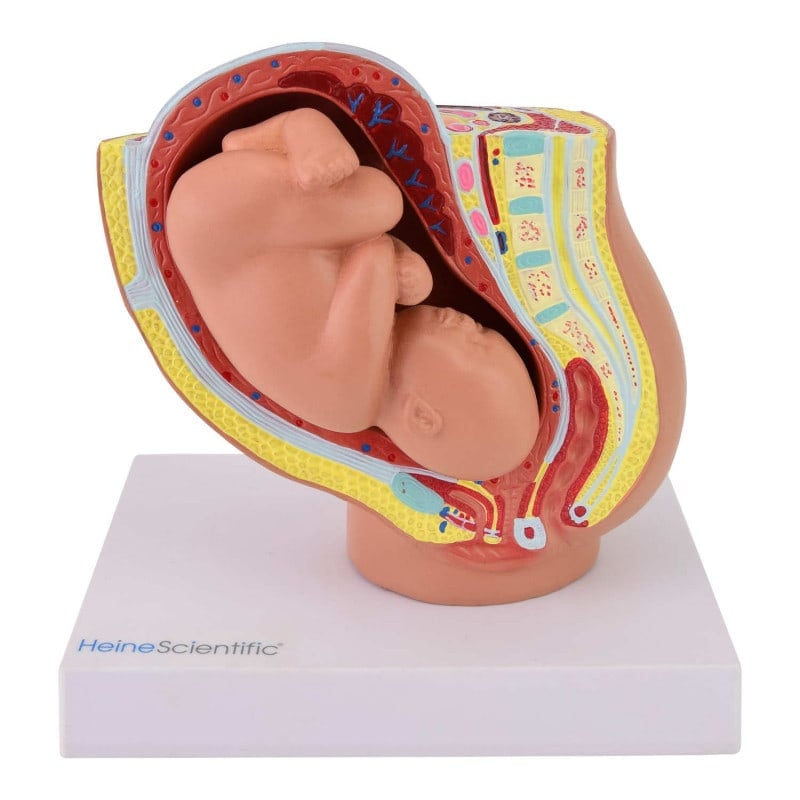 Miniature Pregnancy Model Medvana UK