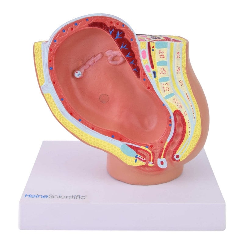 Miniature Pregnancy Model Medvana UK