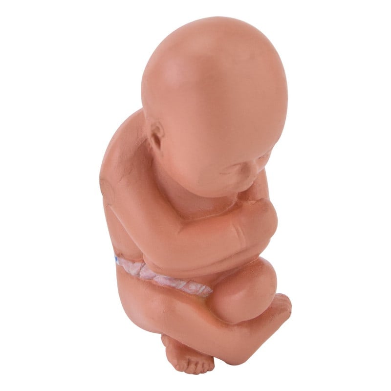 Miniature Pregnancy Model Medvana UK