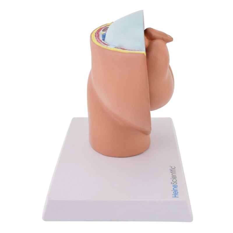 Miniature Pregnancy Model Medvana UK