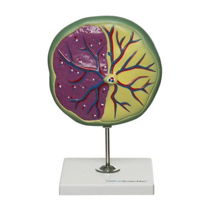 Placenta Model Medvana UK