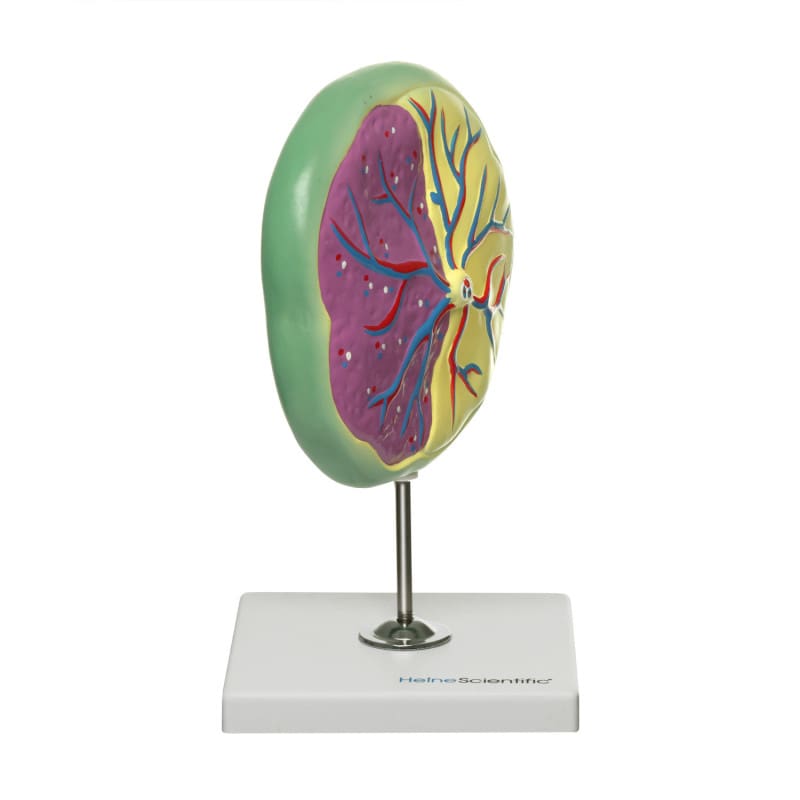Placenta Model Medvana UK