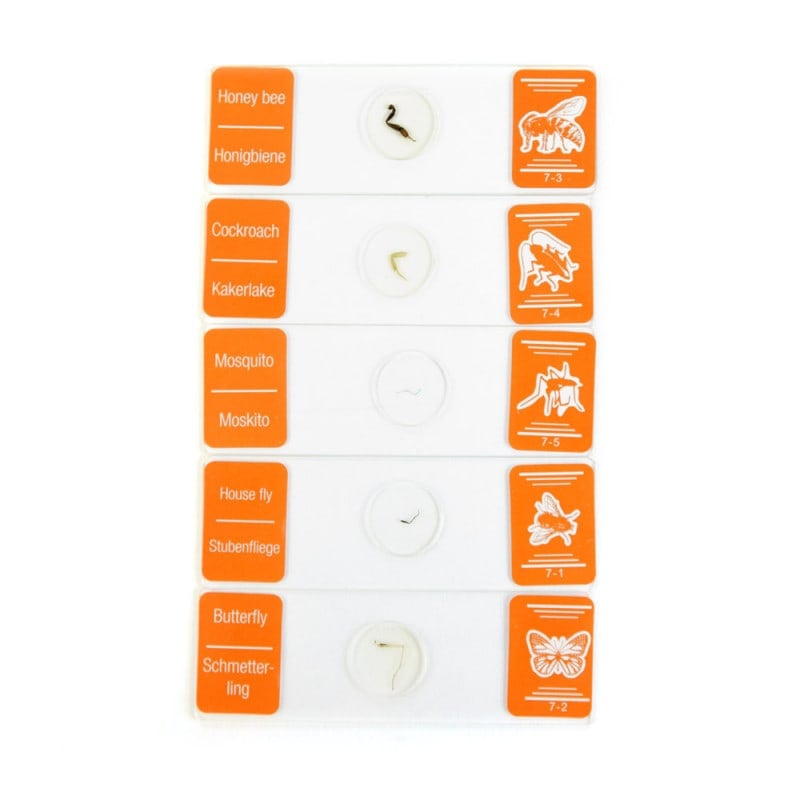 School Microscope Specimen Set Medvana UK