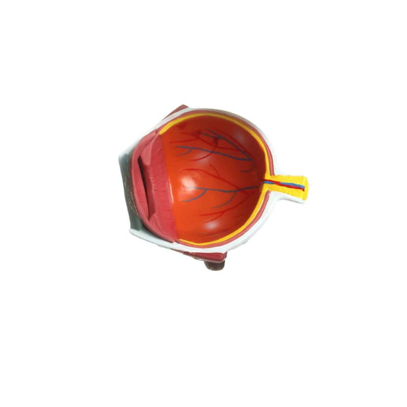 Hypertension Model Set Medvana UK