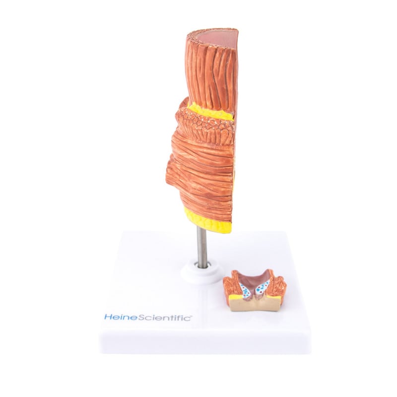 Haemorrhoid Model Medvana UK