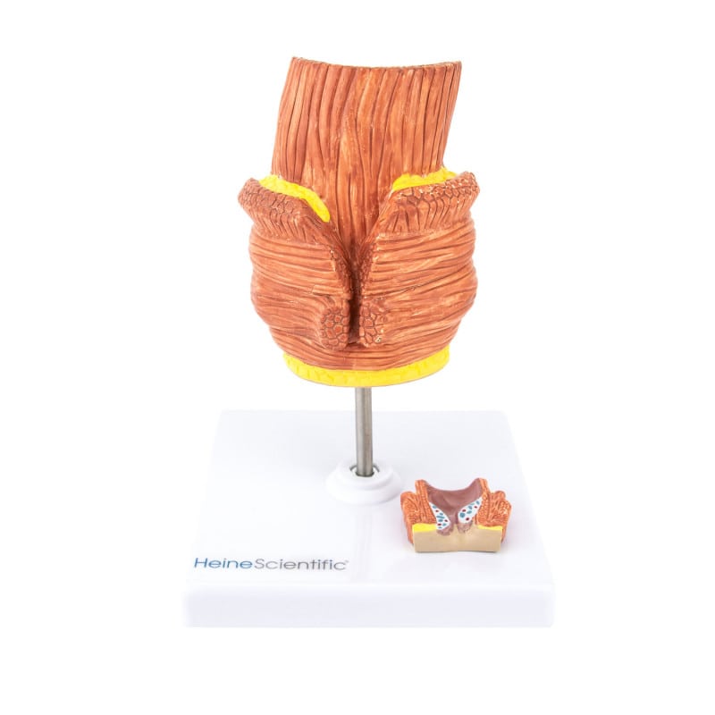 Haemorrhoid Model Medvana UK