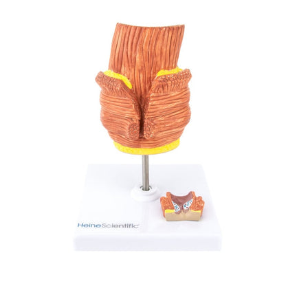 Haemorrhoid Model Medvana UK