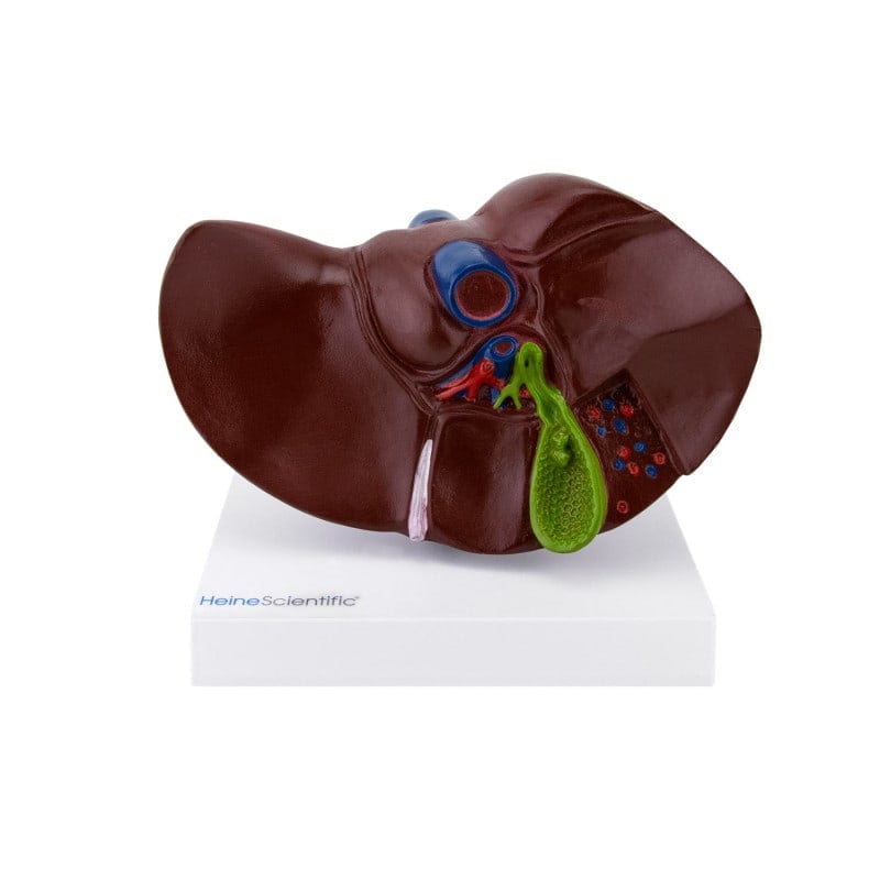 Model of Liver and Gall Bladder Medvana UK